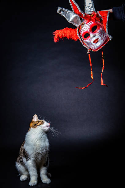 istock a cat looks up at a mask 1453182506