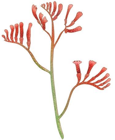 Australian native kangaroo paw flowers. Beautifully detailed and textured Australian flora. Digital cartoon illustration