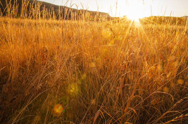 istock Autumn colors in the Aspens 1453183901
