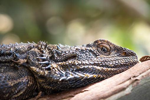 Close-up of an Eastern bearded dragon in the wild