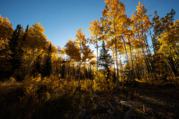 istock Autumn colors in the Aspens 1453183927