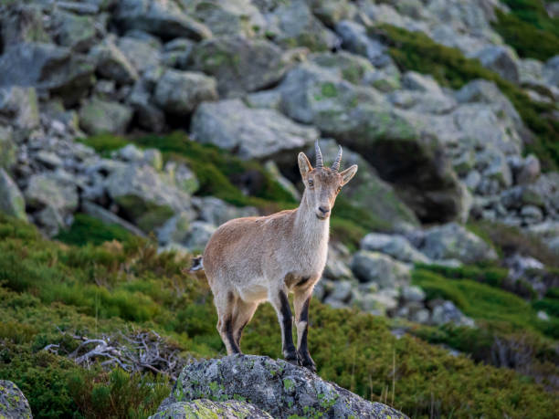 istock mountain goat in Sierra de Guadarrama 1453184132