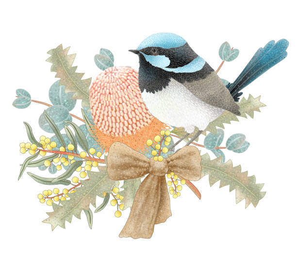 istock Superb fairy wren and native Australian flora 1453184233