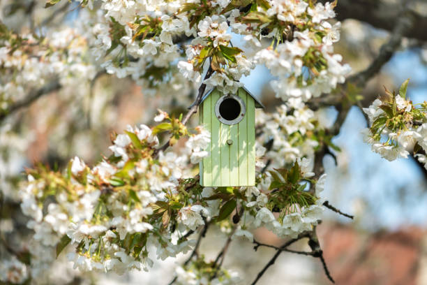 istock Birdhouse in spring with blossom cherry flower 1453185356