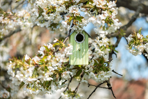 Birdhouse in spring with blossom cherry flower
