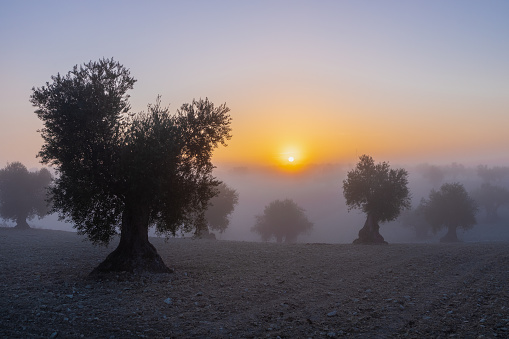 Silhouette of an olive tree in the rural fields of Spain during an magical sunrise. The agricultural landscape is covered with veils of fog creating an awesome setting
