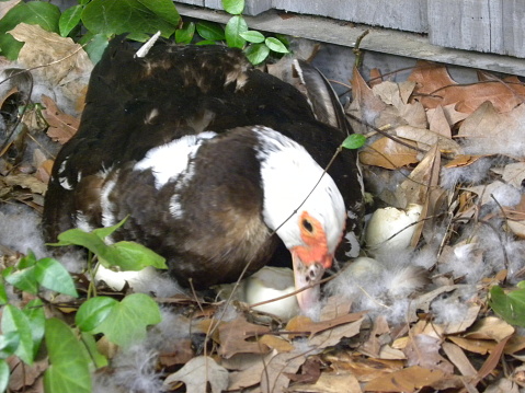 Duck hiding her ducklings in the foilage