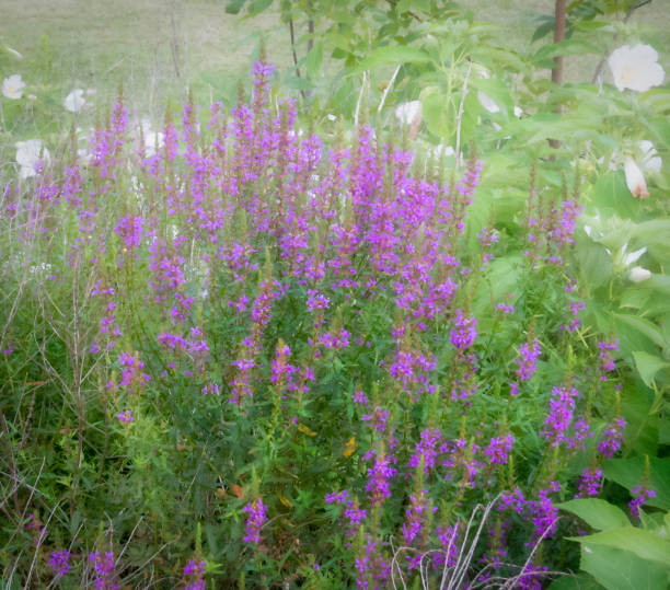 istock Purple Loosestrife 1453186108