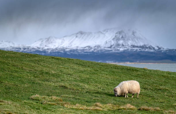 istock Sheep Grazing in Iceland 1453188700