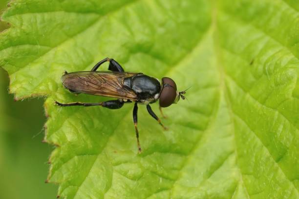 istock Detailed closeup on a Tooth-thighed hoverfly, Tropidia scita, si 1453188702