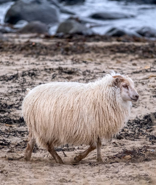 istock Sheep making tracks by the ocean in Iceland 1453188846