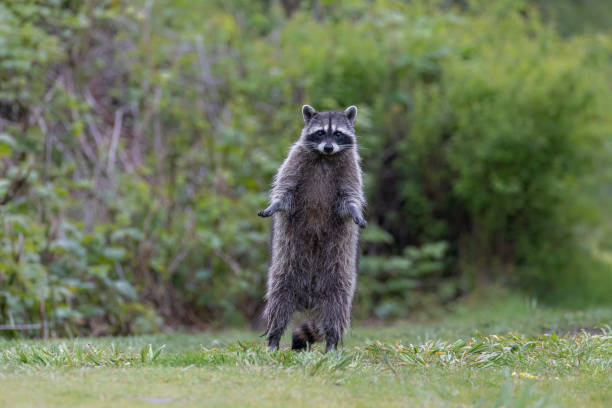istock Wild Raccoon animal 1453189649