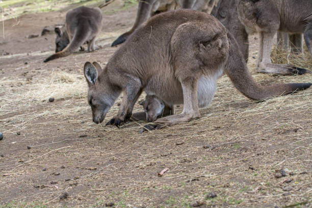 z kangaroo joey - wallaby kangaroo joey tasmania zdjęcia i obrazy z banku zdjęć