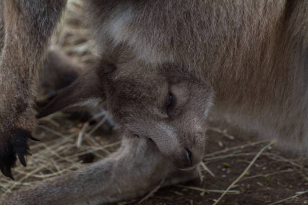 кенгуру с joey - wallaby kangaroo joey tasmania стоковые фото и изображения