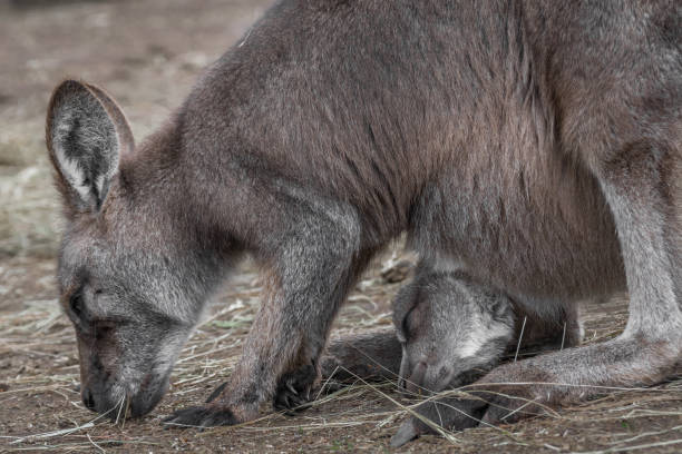 canguro con joey - wallaby kangaroo joey tasmania foto e immagini stock