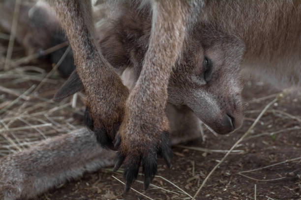 кенгуру с joey - wallaby kangaroo joey tasmania стоковые фото и изображения