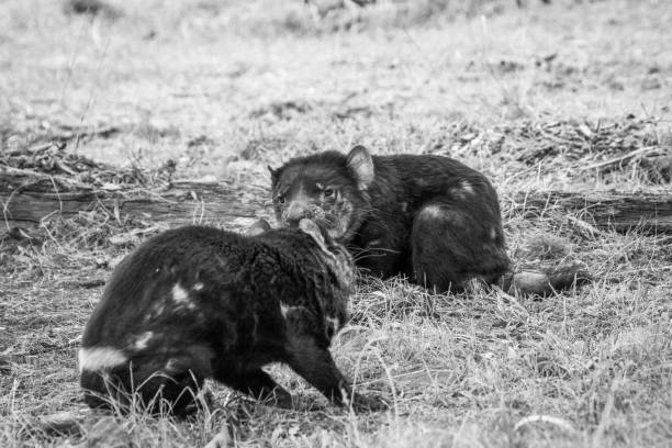 istock Tasmanian devil with DFTD parasitic cancer stare down, black and white 1453191740