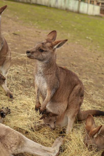 canguro con joey - wallaby kangaroo joey tasmania foto e immagini stock