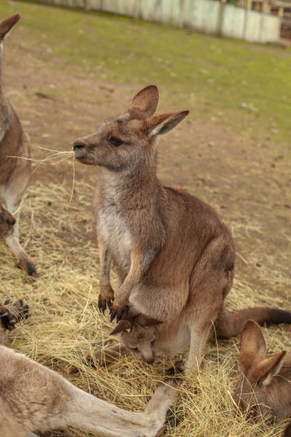 кенгуру с joey - wallaby kangaroo joey tasmania стоковые фото и изображения