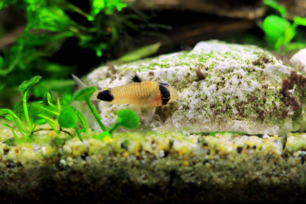 corydoras panda w akwarium słodkowodnym - coty zdjęcia i obrazy z banku zdjęć