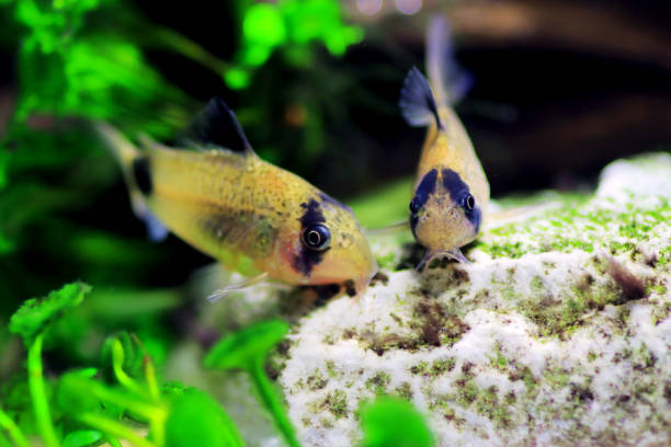 corydoras panda w akwarium słodkowodnym - coty zdjęcia i obrazy z banku zdjęć