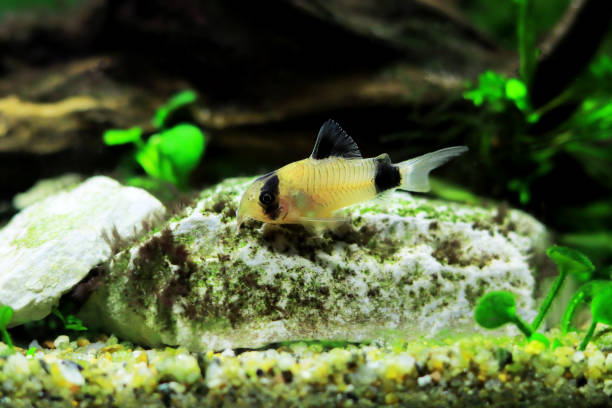 istock Corydoras panda in freshwater aquarium tank 1453197239