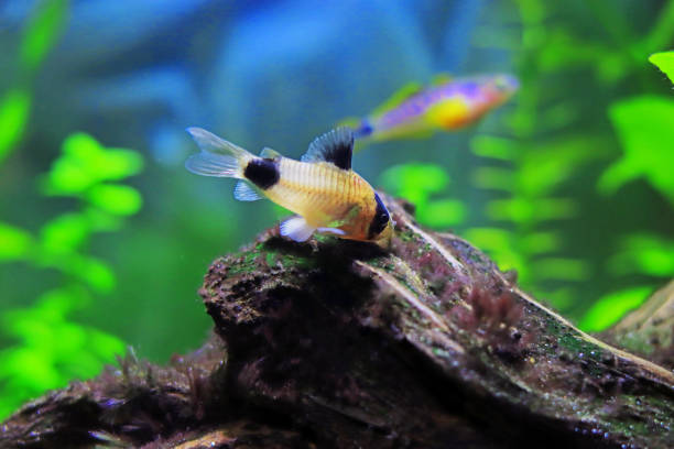 istock Corydoras panda in freshwater aquarium tank 1453197251