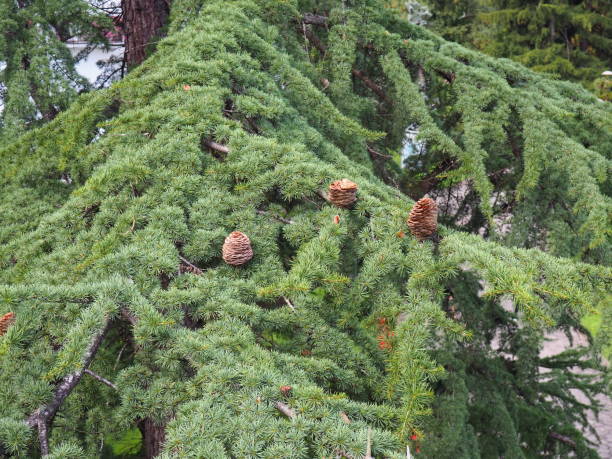 Himalayan cedar Cedrus deodara, or deodar - a coniferous tree, one of the species of the genus Cedar, a coniferous pine evergreen tree. Several ripe cones on the branches. Banja Koviljaca, Serbia. Himalayan cedar Cedrus deodara, or deodar - a coniferous tree, one of the species of the genus Cedar, a coniferous pine evergreen tree. Several ripe cones on the branches. Banja Koviljaca, Serbia cedrus deodara stock pictures, royalty-free photos & images