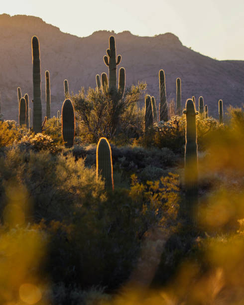 istock Sunset over Organ Pipe Cactus National Monument 1453198868
