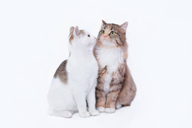 istock Close up different two cats are looking at each other. Big Cat next to a white small Cat isolated on a white background. Portrait of two cats. Animal friendship. Empty space for text. Pet. Web banner 1453200034