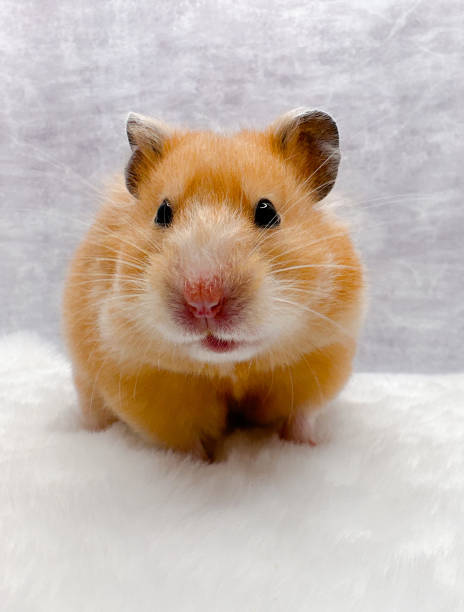 istock Cute Syrian hamster on a white fur blanket looking curious 1453200923