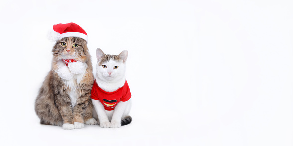 Two cats isolated on a white background. Cat in Santa Claus xmas red hat. Happy New Year. Web banner empty space for text. Cat wearing red christmas hat. Merry Christmas. White Kitten in Santa costume
