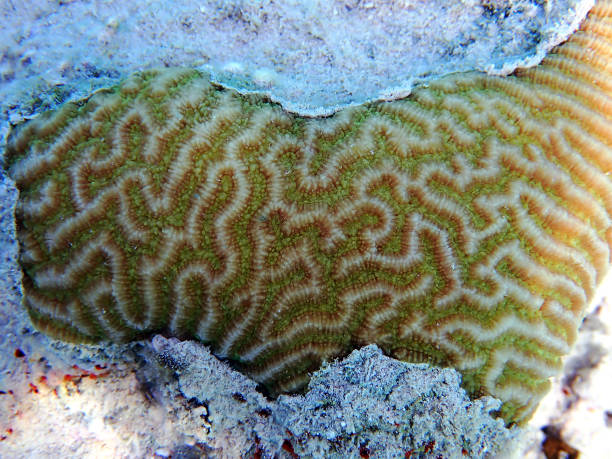 Amazing brain shape LPS coral - Platygyra spp. stock photo