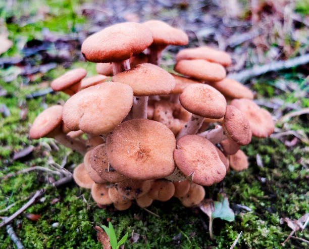 istock Mushroom Cluster Found At A Public Park On The Grass 1453201953