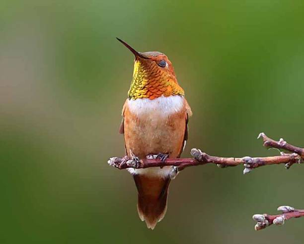 istock Male Rufous Hummingbird 2 1453202140