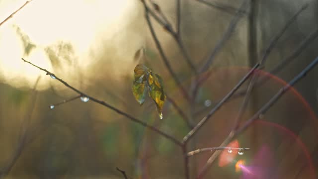 Dew Drops on Shrub Sprig Twig on Golden Sunrise Morning