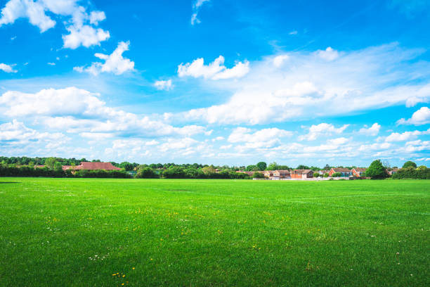 Summer landscape with grass field and sky stock photo