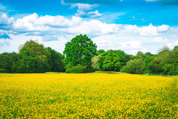 istock British town landscape view with blooming rapeseed foreground in england uk 1453203746