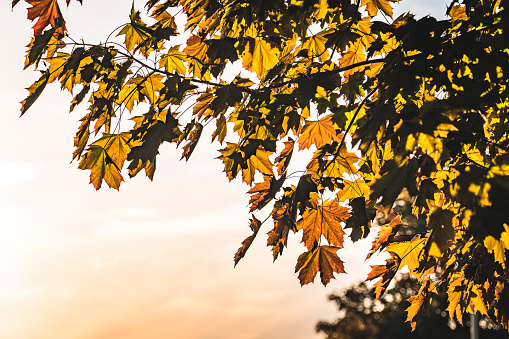 Maple branch with autumnal leaves background in the forest