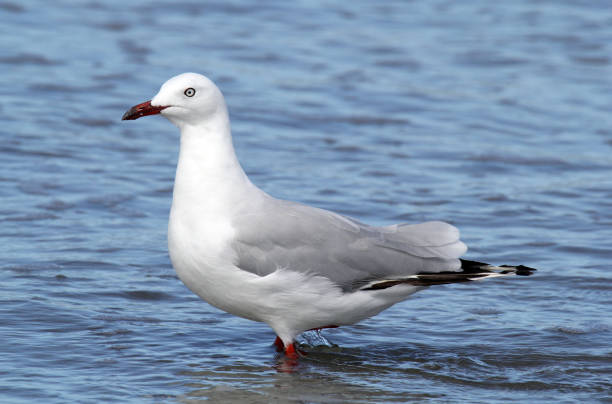 istock Silver gull seagull bird standing in the ocean at a beach 1453205045