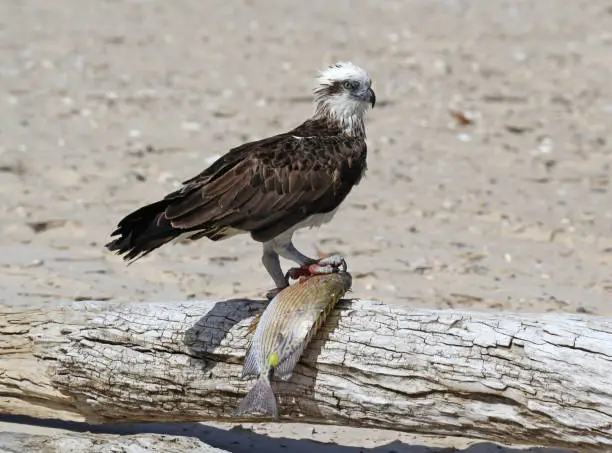 Photo of Osprey bird with a fish standing on a log at a beach