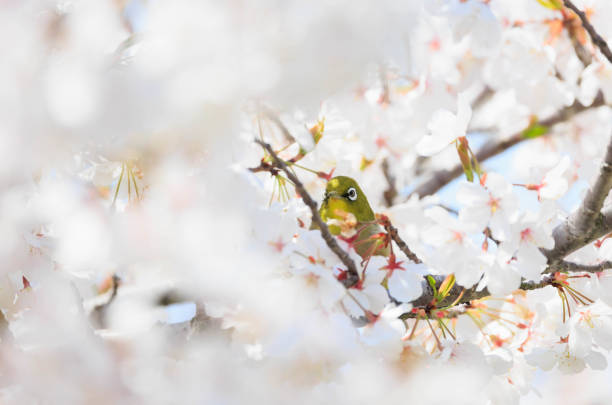 Spring cherry blossoms and white-eye ``Hyogo Prefecture''