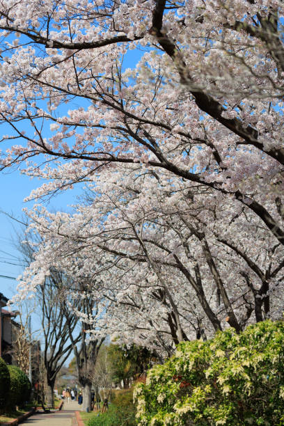 istock Cherry blossom trees in sunny weather 