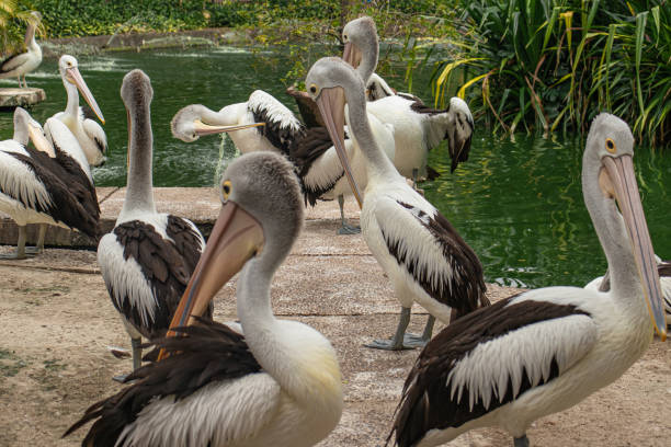 istock a group of pelicans in the pond 1453206664