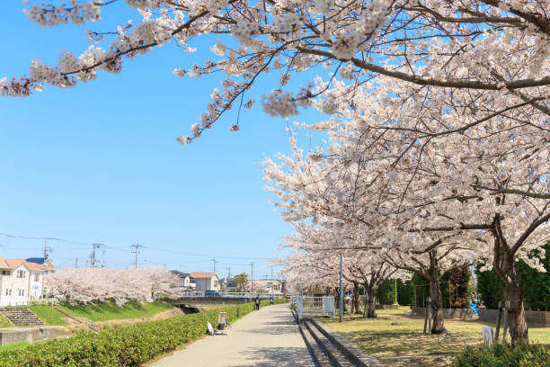 istock Cherry blossom trees in sunny weather 