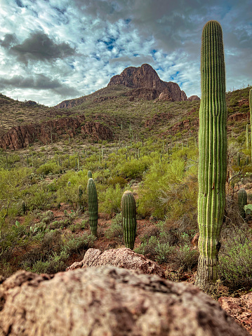 Saguaros on the mountainside of Sombrero Peak in Tucson, Arizona.