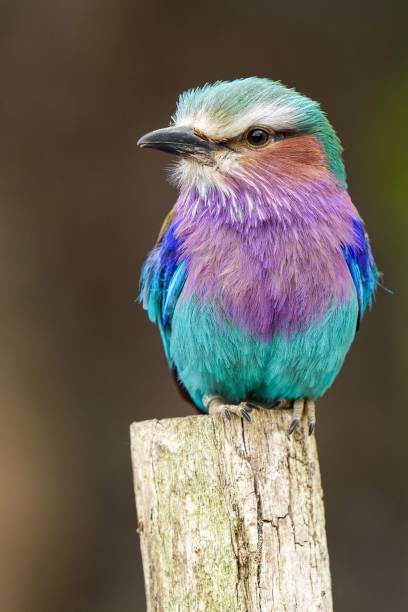 istock Vertical shot of lilac-breasted roller on a stick on a blurred background 1453210488