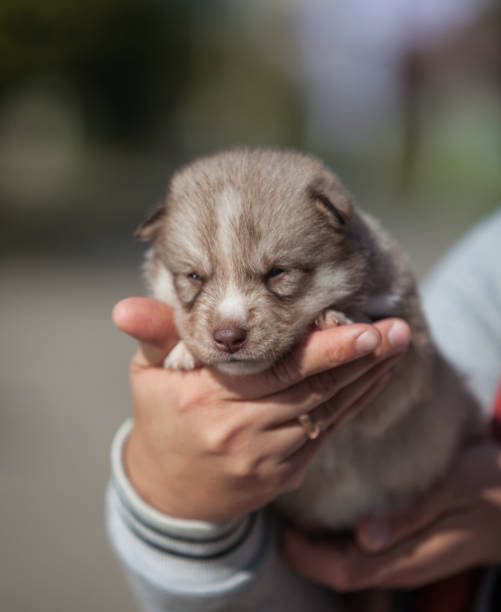 istock Newborn Siberian Husky puppies 1453210894
