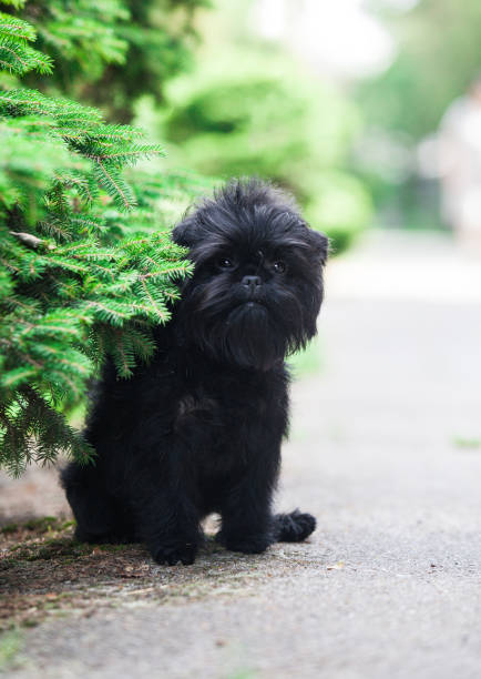 istock Little black affenpinscher puppy 1453210914