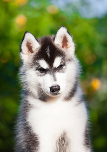 istock Siberian Husky puppy in the park 1453210923
